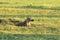 Brown hyena sleeping on the grass. Kenya, Africa