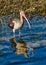 Brown ibis bird southwest Florida