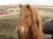 Brown Icelandic horse