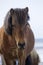 Brown Icelandic horse eats grass