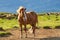 Brown icelandic horse in the field