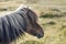 Brown icelandic horse head profile, Iceland