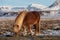 Brown Icelandic horse. The Icelandic horse is a breed of horse developed in Iceland. A group of Icelandic Ponies in the pasture.