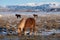 Brown Icelandic horse. The Icelandic horse is a breed of horse developed in Iceland. A group of Icelandic Ponies in the pasture.