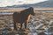 Brown Icelandic horse. The Icelandic horse is a breed of horse developed in Iceland. A group of Icelandic Ponies in the pasture.