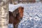 Brown Icelandic horse peeking out from behind a tree