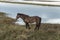 Brown Icelandic Horse Standing near water