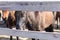 brown Icelandic horses in corral in country farm