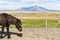 brown Icelandic pony in corral in country farm