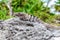 Brown Iguana Basks On Rocks