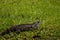 Brown Iguana in Green Grass and Looking Ahead on Sunny Day