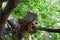 Brown Iguana on tree