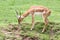 Brown impala eating grass