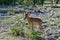 Brown impala, Namibia