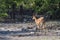 Brown impala, Namibia