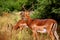 Brown impalas male with long horns in Kruger National park. Large antelope