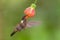 Brown Inca - Coeligena wilsoni