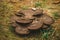 Brown inedible poisonous mushrooms on a lawn