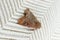 Brown insect, Clothes moth, sitting on a white woolen sweater, selective focus, pest concept, destruction and damage to clothes in