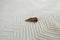 Brown insect, Clothes moth, sitting on a white woolen sweater, selective focus, pest concept, destruction and damage to clothes in