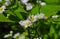 Brown Insect Eats from a White Daisy Like Wildflower