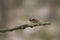 Brown insect on a leafless twig against a beige background in spring