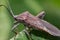 Brown insect Pentatomidae