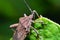 Brown insect Pentatomidae