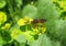 Brown insect on spurge plant