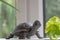 A brown iron turtle by the window with a salad leaf, an idea of slow eating, healthy lifestyle