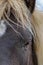 Brown islandic horse in front view, half head,