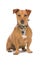 Brown Jack Russel Terrier dog