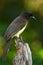 Brown Jay, Cyanocorax morio, bird from green Costa Rica forest, in the tree habitat