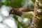 Brown Jay, Cyanocorax morio, bird from green Costa Rica forest, in the tree habitat. Detail of tropic bird.