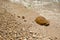 Brown jellyfish with dark spots on a rocky beach