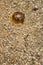 Brown jellyfish on a rocky area of beach