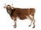 Brown Jersey cow (10 years old)