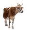 Brown Jersey cow (10 years old)