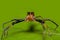 Brown jumper spider
