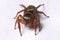 Brown Jumper Spider