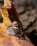 Brown Jumping Spider on Yellow Leaf