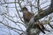 Brown Juvenile Bald Eagle perched in tree on Conowingo Dam on the Susquehanna River, Maryland, USA