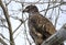 Brown Juvenile Bald Eagle perched in tree on Conowingo Dam on the Susquehanna River, Maryland, USA