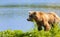 The brown Kamchatka bear on the shore of the Kuril Lake