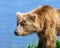 The brown Kamchatka bear on the shore of the Kuril Lake