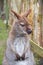 Brown kangaroo, focus close-up