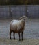 Brown Katahdin sheep with frost on its back