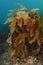 Brown kelp in murky harbor