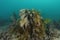 Brown kelp among other sea weeds