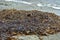 Brown kelp rotting on sea shore